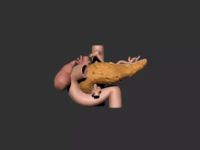 pancreas human anatomy organ 3D print model