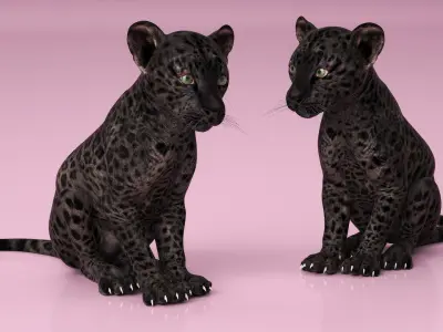 Black Leopard Cub Sitting Pose 3D model
