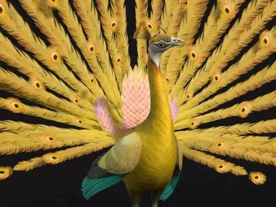 Peacock A2 Free low-poly 3D model