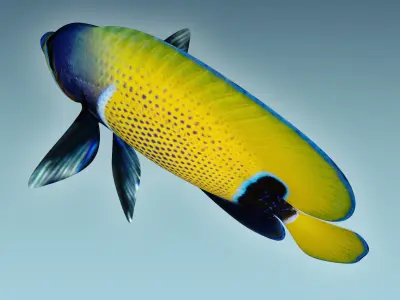 Anglefish 7 butterfly fish 3D model