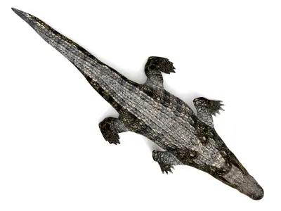 3D Model crocodile alligator  Low-poly 3D model
