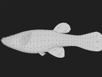 Killifish Low-poly 3D model