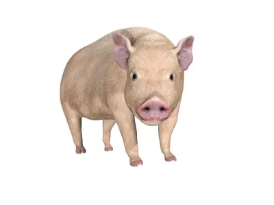 Pig of farm Low-poly 3D model