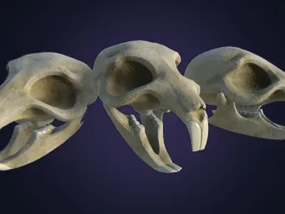 Rat Skull Low-poly 3D model