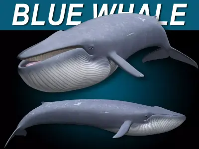 Blue Whale 3D model get