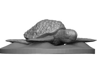 Sea Turtle 3D model order