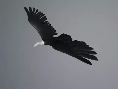 White Eagle flying Free low-poly 3D model