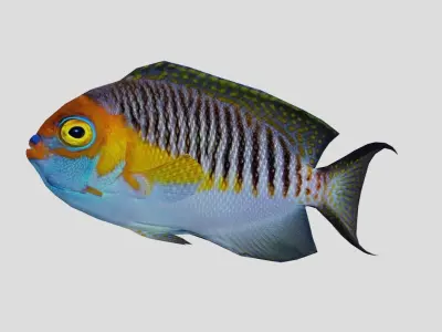 Masked Swallowtail Angelfish Realistic Animated Low-poly 3D model