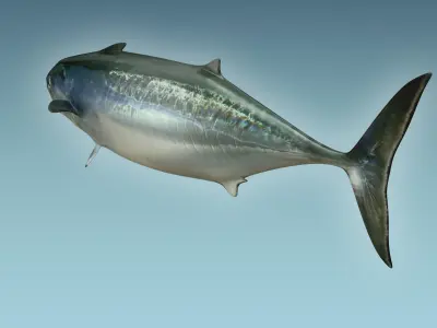 Bonite Fish 3D model