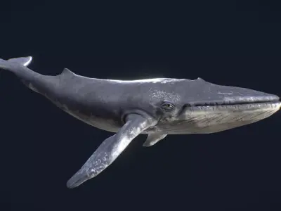 Whale Animated and Rigged Low-poly 3D model