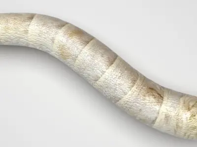 Silkworm 3D model