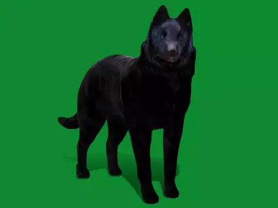 Groenendael Belgian Sheepdog Free 3D model