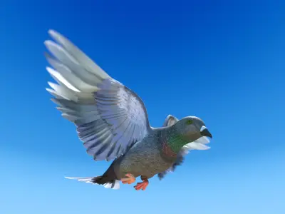 Pigeon - Medium Detail Animated  Low-poly 3D model