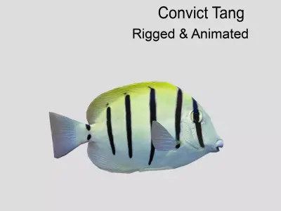 Acanthurus Triostegus Convict Tang Realistic Animated Low-poly 3D model