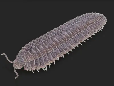 Arthropleura armata 3D model