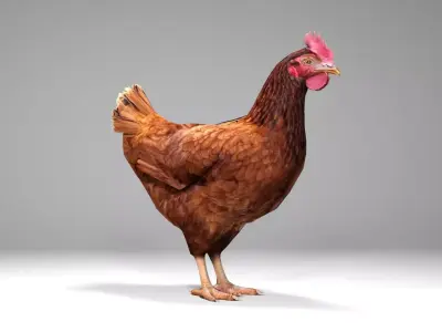 Chicken Low-poly 3D model order