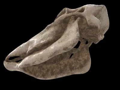 deer skull 3D model