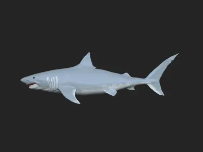 3D Shark Model Free 3D print model