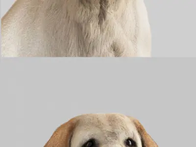Labrador Retriever 3D model