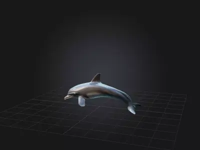 Realistic Dolphin Model Low-poly 3D model