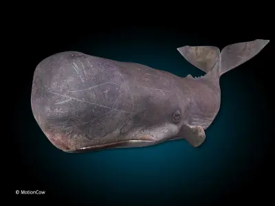 Sperm Whale 3D model order