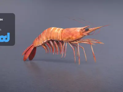 Cooked Shrimp 3D model