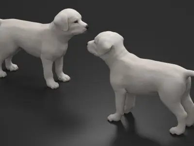  White Labrador Retriever Puppy 