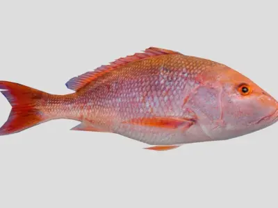 Red Snapper Low-poly 3D model purchase