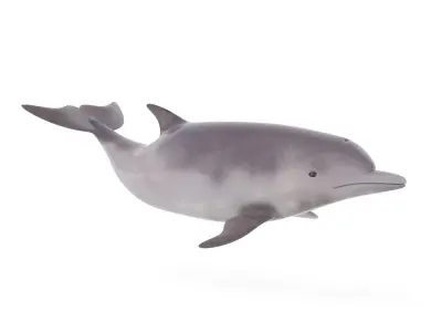 Dolphin toy 3D model