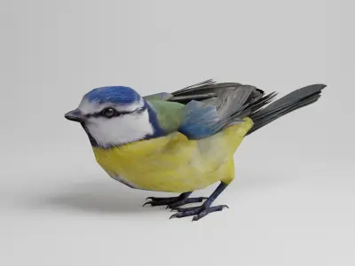  BlueTit 