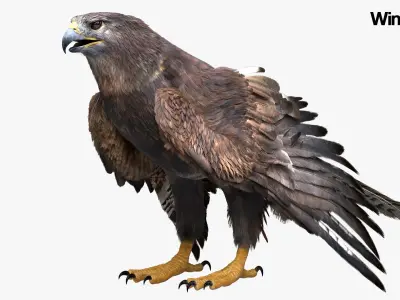 Hawk Fur Anatomy 3D model