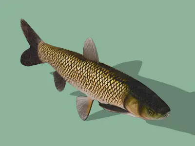 Grass Carp Low-poly 3D model purchase