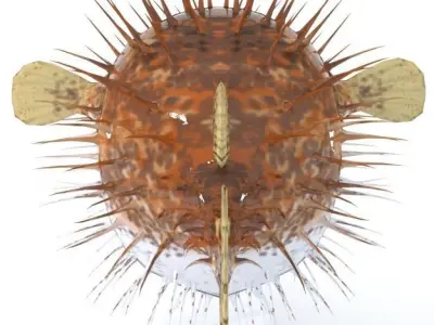 Blowfish puffer fish Low-poly 3D model