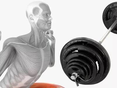 Male Muscular System Anatomy Squats Exercise 3D model purchase