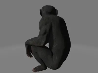 chimpansee chimpanzee 3D model