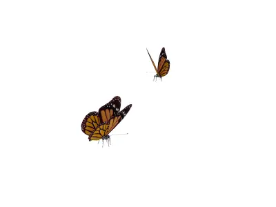 Butterflies  Animated Low-poly 3D model