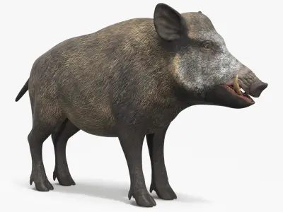  Wild Boar Male 
