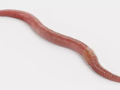 Earthworm 3D model 5