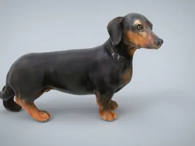 DACHSHUND Low-poly 3D model purchase