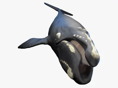 Right Whale Static 3D model