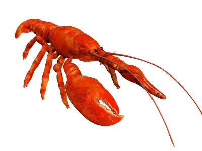 Lobstet lobster Low-poly 3D model