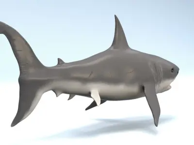 White Shark  Low-poly 3D model