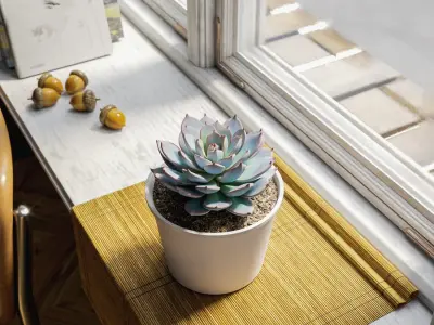  Echeveria Morning Beauty Succulent Potted Plant Model  purchase
