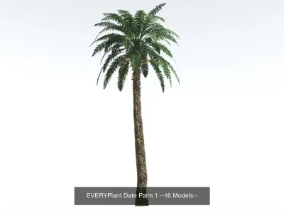 EVERYPlant Date Palm Bundle --64 Models-- 3D Model Collection