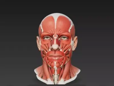 Human Facial Muscles Anatomy - Ultra-Detailed 3D Head Model 3D model