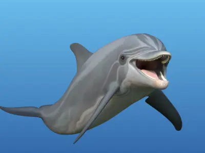 Dolphin Rigged 3D model