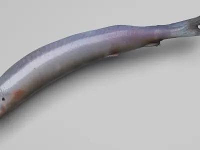 Carrion Fish 3D model