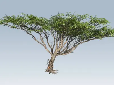 Acacia tree set 3D model
