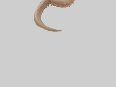 Crocodile Large Intestine Low-poly 3D model