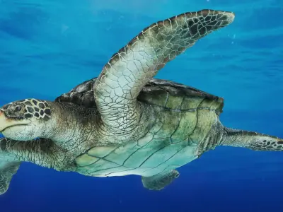 SeaTurtle Low-poly 3D model